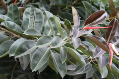 Ficus elastica